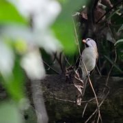 Grey-headed Parrotbill