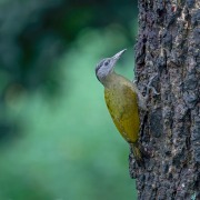 Grey-headed Woodpecker