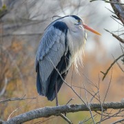 Grey Heron