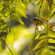 Grey-hooded Warbler