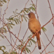 Grey Hypocolius