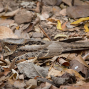 Grey Nightjar
