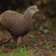 Grey Peacock-Pheasant