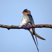 Grey-rumped Treeswift