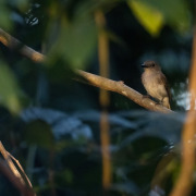 Grey Shrike-thrush