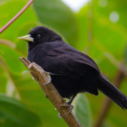 Grey-tailed Piha