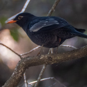 Grey-winged Blackbird