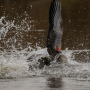 Greylag Goose