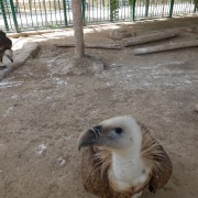 Griffon Vulture