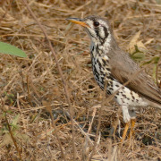 Groundscraper Thrush