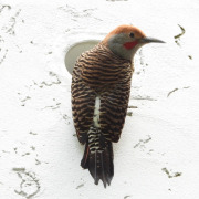 Guadalupe flicker