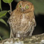 Guatemalan Screech Owl