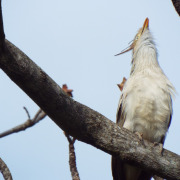 Guira Cuckoo