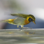 Guira tanager