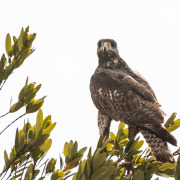 Gundlach's Hawk