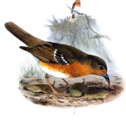 Orange Ground Thrush
