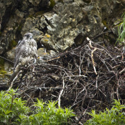 Gyrfalcon