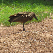 Hamerkop