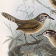 Happy Wren