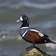 Harlequin Duck