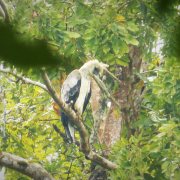 Harpy Eagle