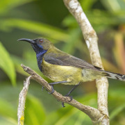 Hartlaub's Turaco