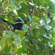 Hartlaub's Turaco