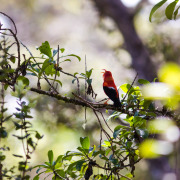 Hawaiian Creeper