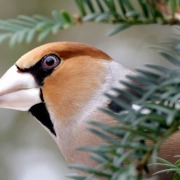 Hawfinch