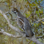 Hazel Grouse