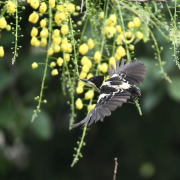 Heart-spotted Woodpecker