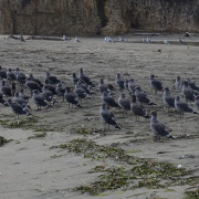 Heermann's gull