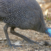 Helmeted Guineafowl