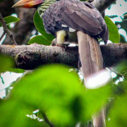 Helmeted Hornbill