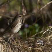 Hermit Thrush