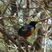 Hildebrandt's Starling