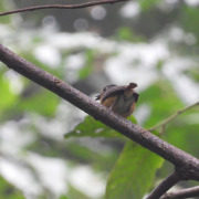 Hill Blue Flycatcher