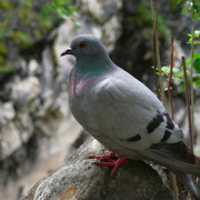 Hill Pigeon