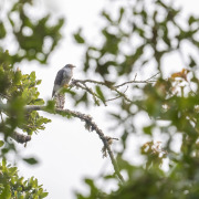 Himalayan Cuckoo