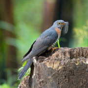 Red-chested Cuckoo