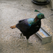 Himalayan Monal