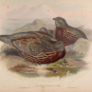 Himalayan Monal