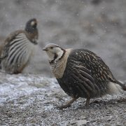 Himalayan Snowcock