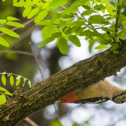 Himalayan Woodpecker
