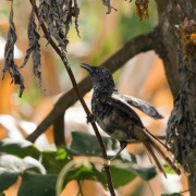 Hinde's Babbler