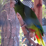 Hispaniolan amazon