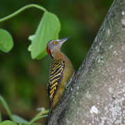 Hispaniolan woodpecker