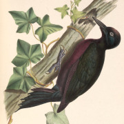 Guadeloupe Woodpecker