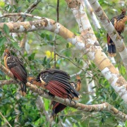 Hoatzin