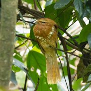 Hodgson's Frogmouth